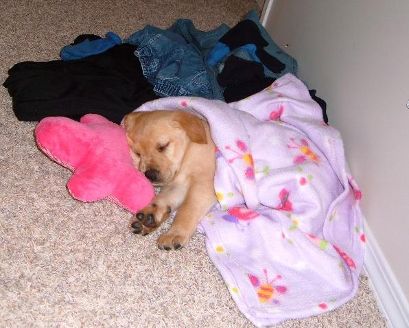 Oh the poor little puupy is tired