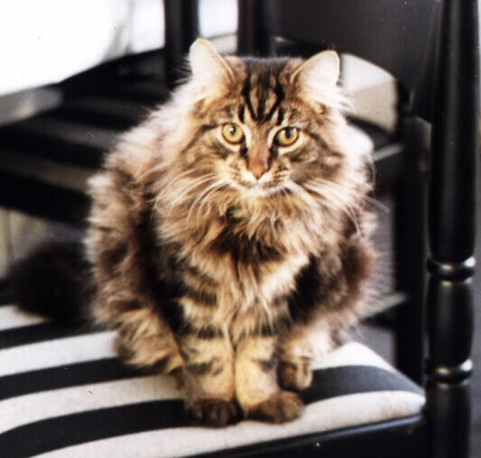 one hungry cat
